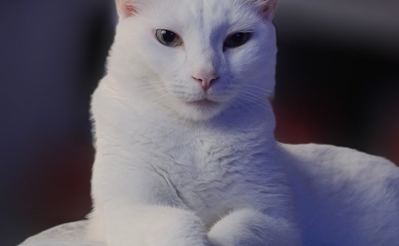 Kozijnen en energiebesparing in de praktijk