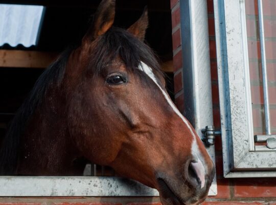 Kozijnen inspecteren voor aankoop woning