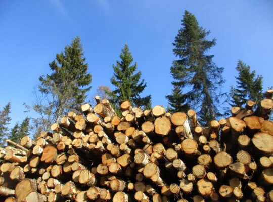 Kunststof of hout: waar moet je op letten bij het vervangen van kozijnen?