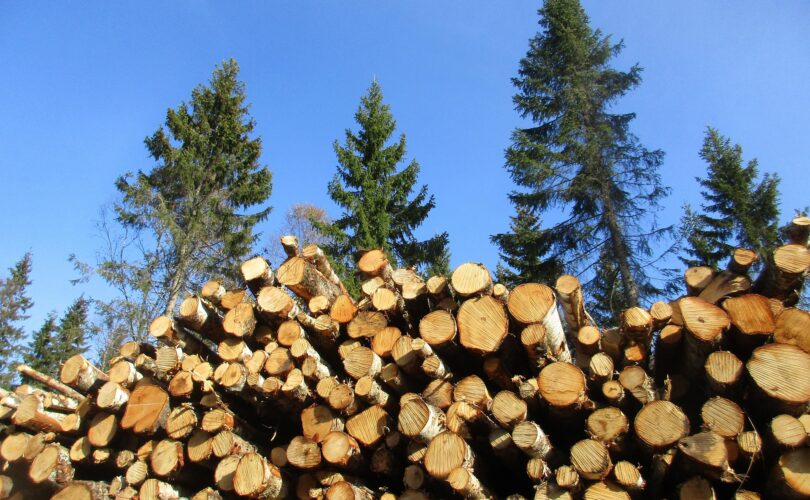 Kunststof of hout: waar moet je op letten bij het vervangen van kozijnen?