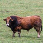 Kozijnen bij renovatie van portiekwoningen